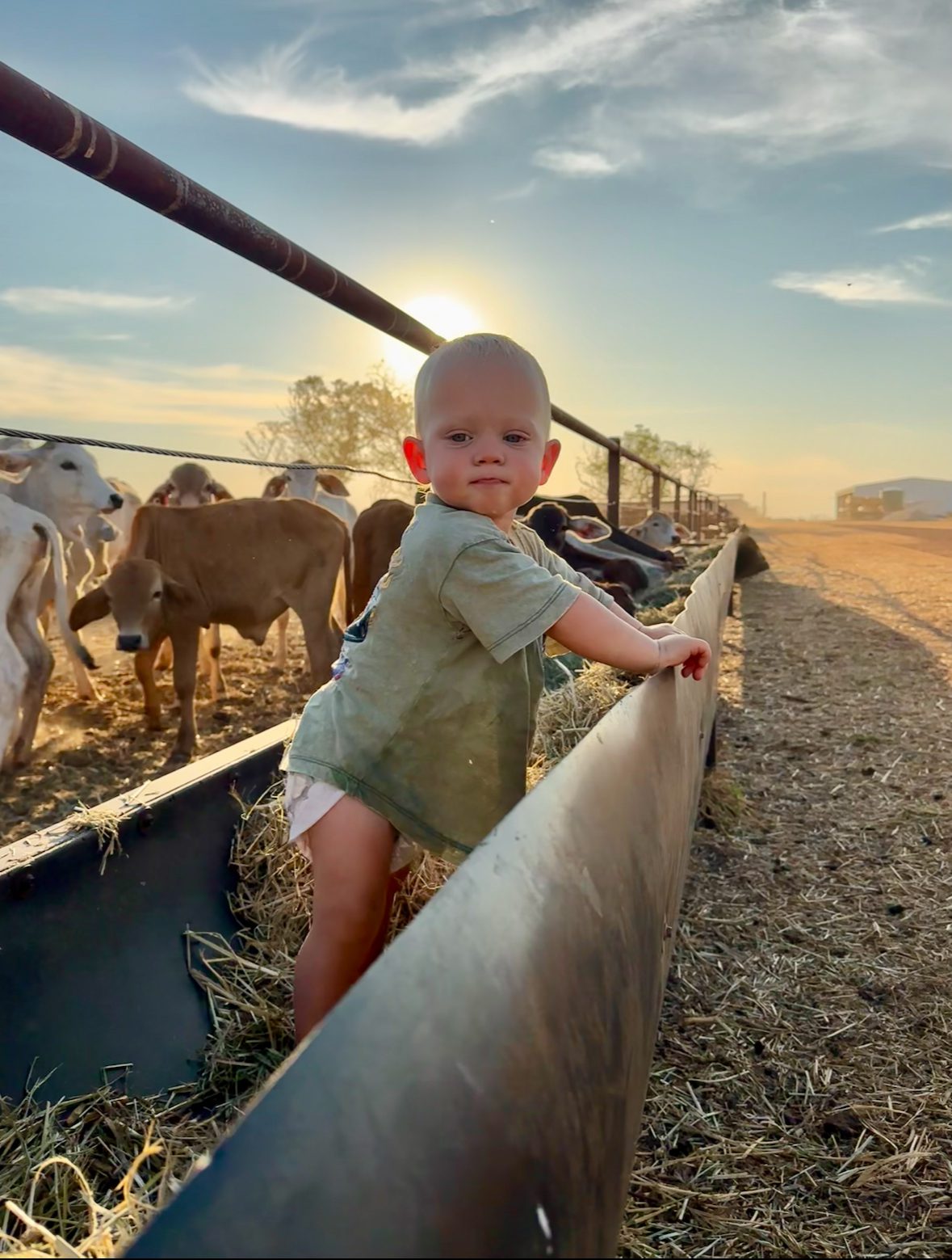 Archie on the cattle station