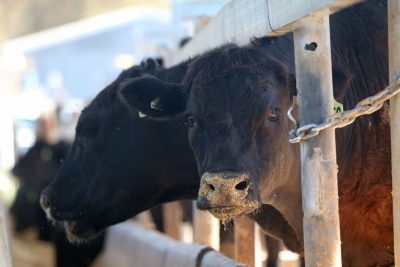 Australian probiotic research expands into Canadian trial