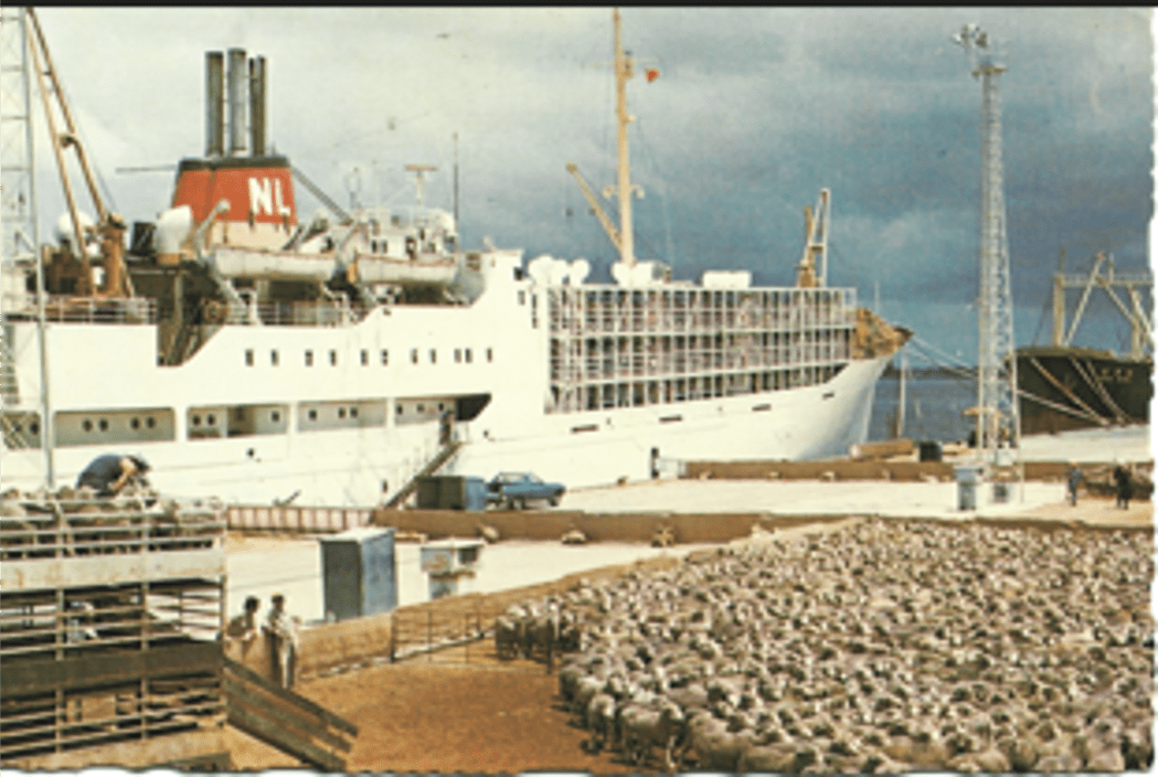 A journey through 50 years of WA sheep and cattle export history