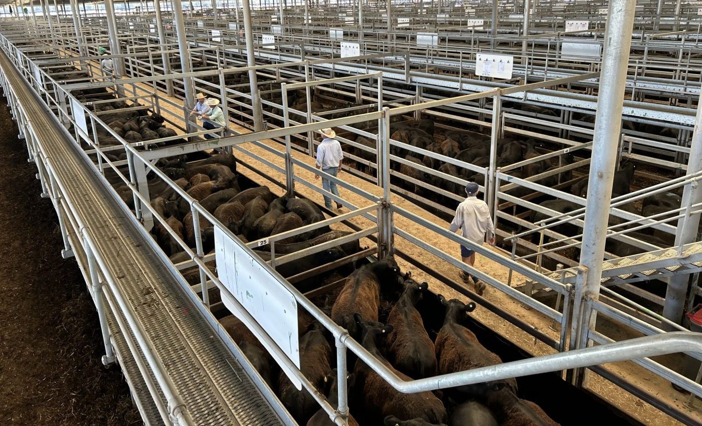 Weaner sales: EU cattle shine as sales start strong