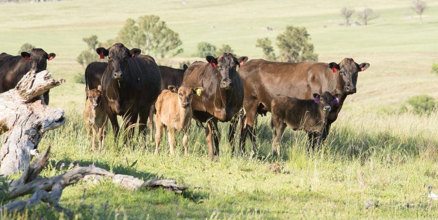 Producers push back on herd recovery forecasts HOLD FOR THURS