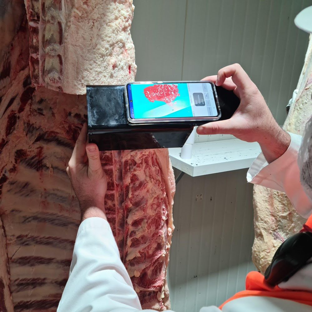 Nominations now open for Beef Australia 2027 National Carcase Competition