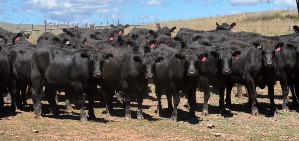Angus EU-eligible feeder steers
