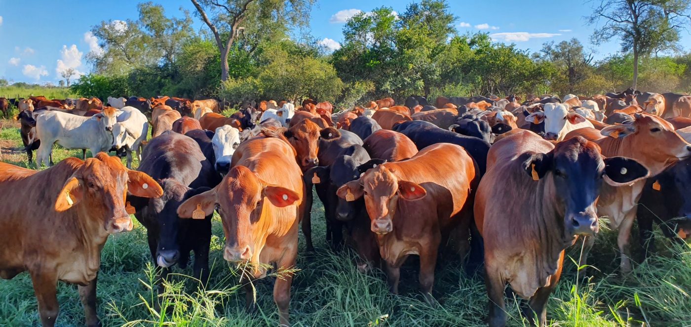 Large scale cattle investment opportunity in Paraguay