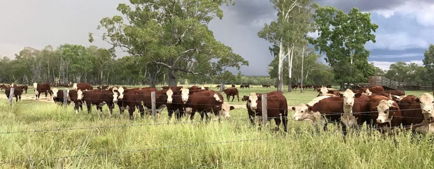 Does Queensland’s tick line still have integrity?