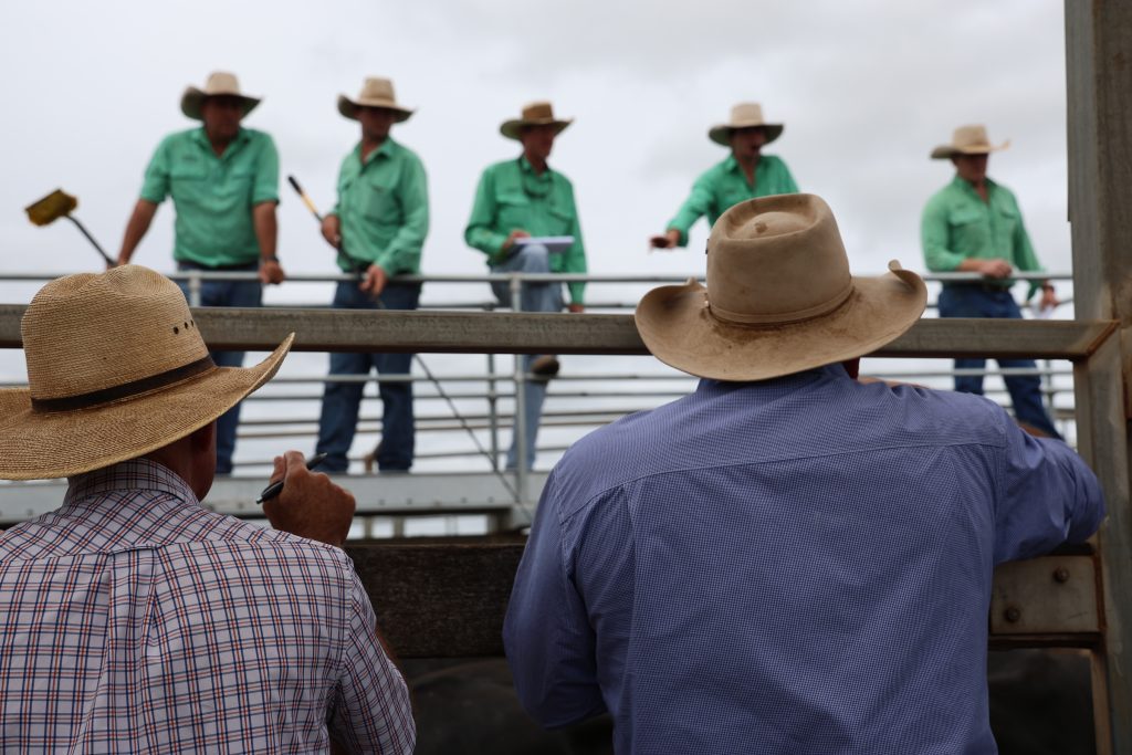 Photo supplied by Maranoa Regional Council Roma Saleyardscattle sale producers agents auction markets