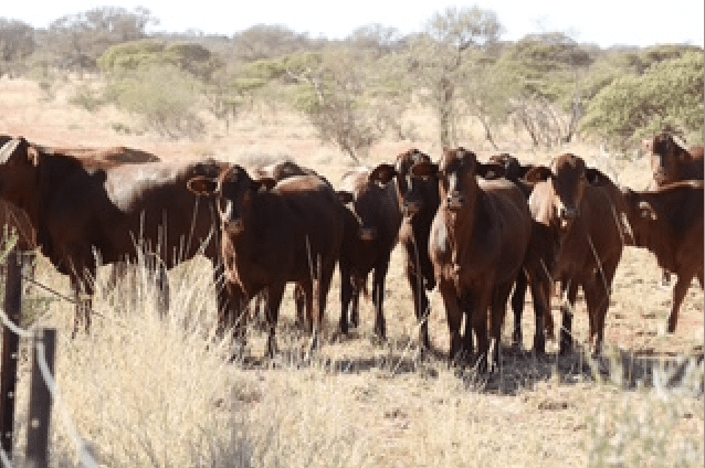 Young WA producer pushes back on ‘pastoral cattle’ stigma Young WA producer pushes back on ‘pastoral cattle’ stigma