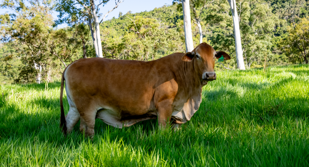 Protecting Australian cattle from the threat of Three-Day Sickness