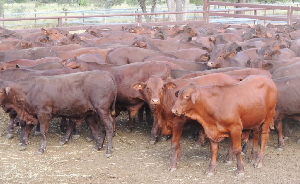 Cattle from Rolleston