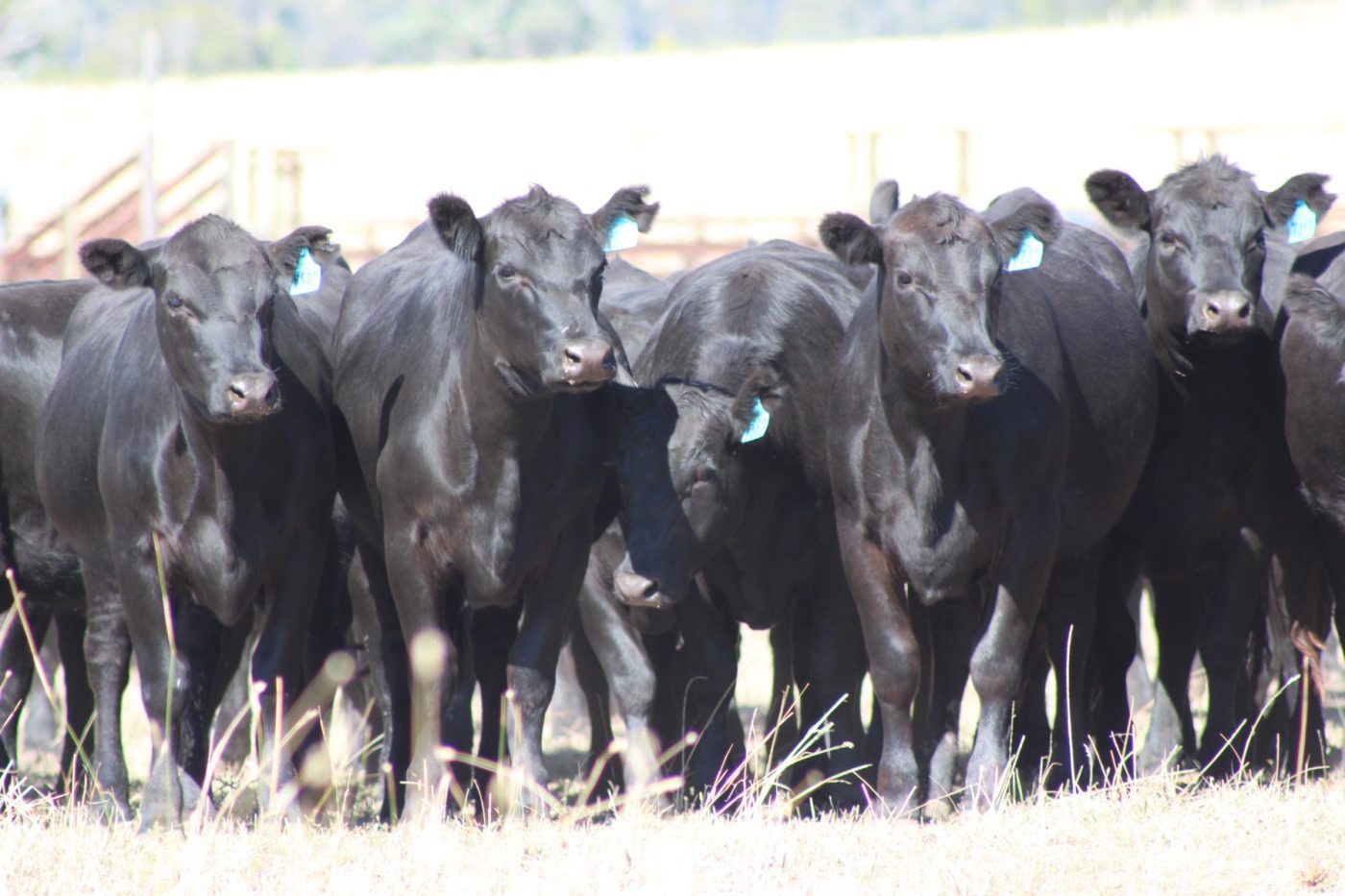 72 EU-eligible PTIC Angus heifers Image