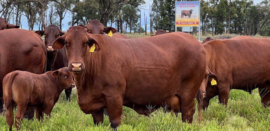 Photo supplied by Dean Hague 2026 - Santa Gertrudis Breeders Society