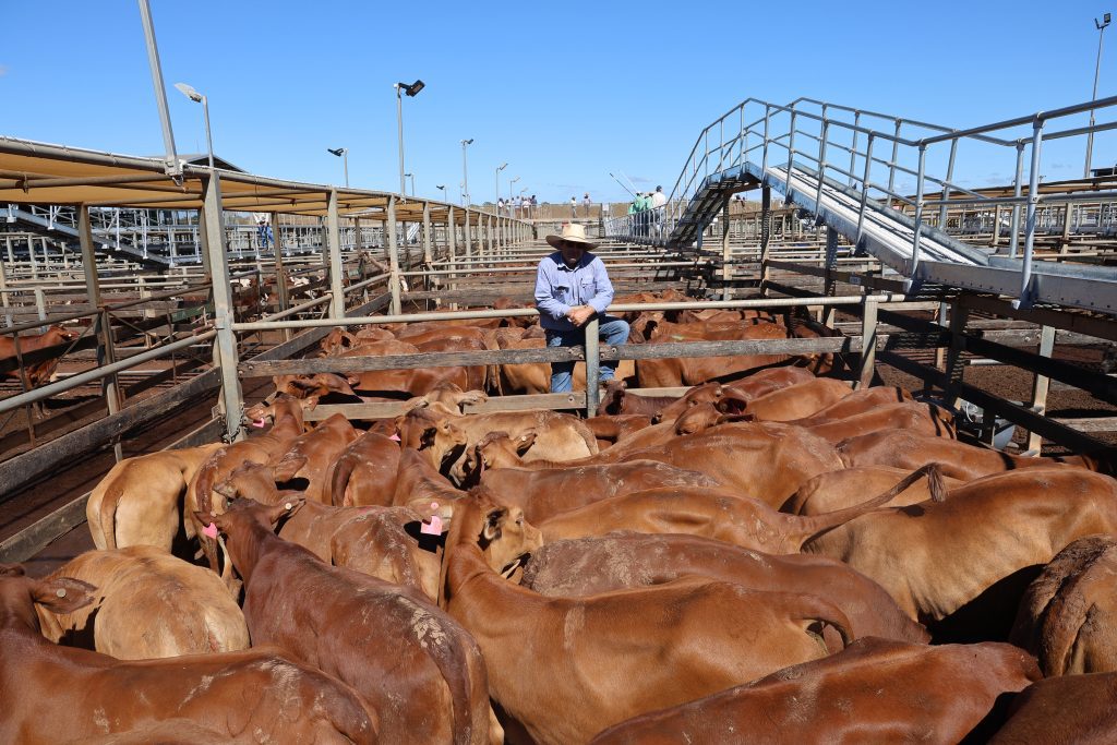 Photo supplied by Maranoa Regional Council - Roma Saleyards
