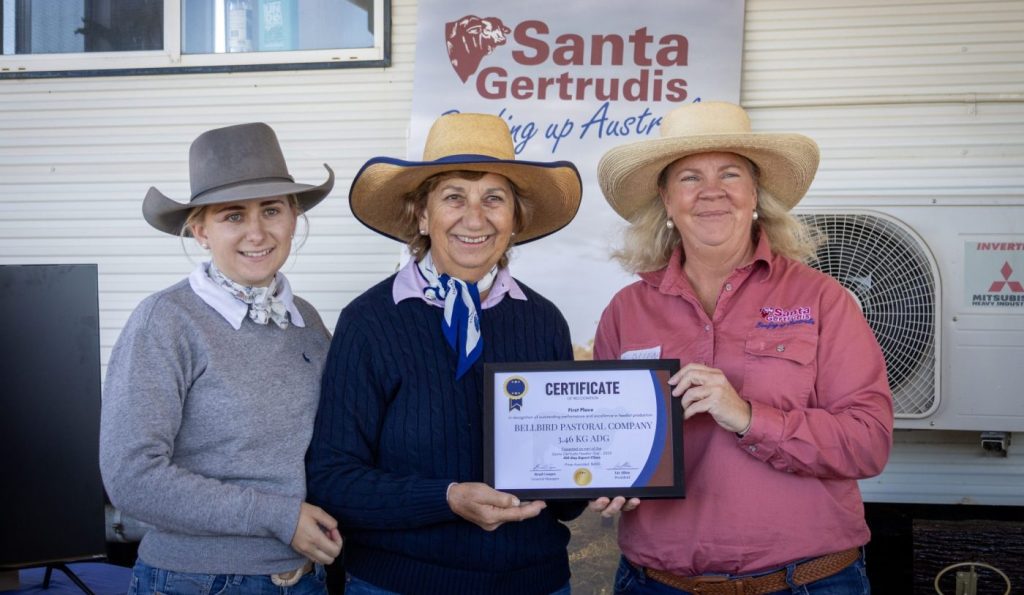 Photo supplied by Brad Cooper Santa Gertrudis Breeder Society