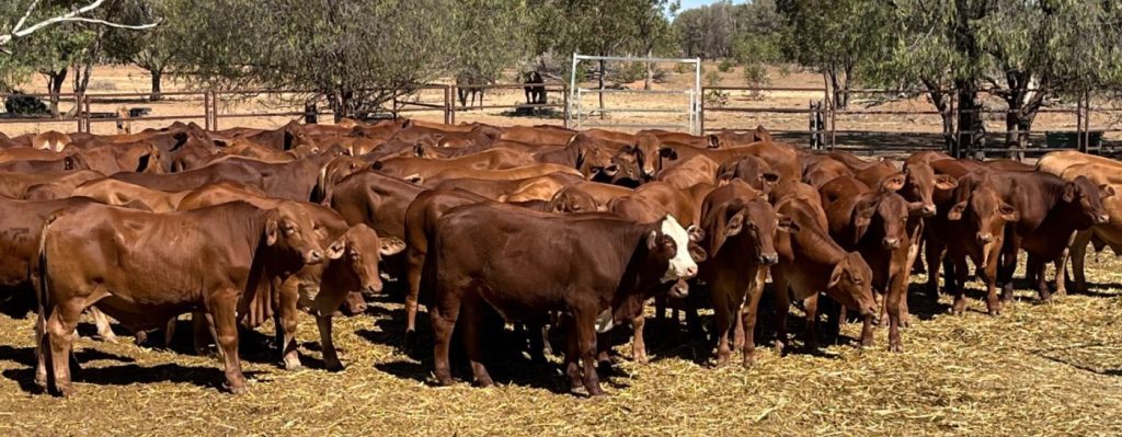 Droughtmaster feeder steers