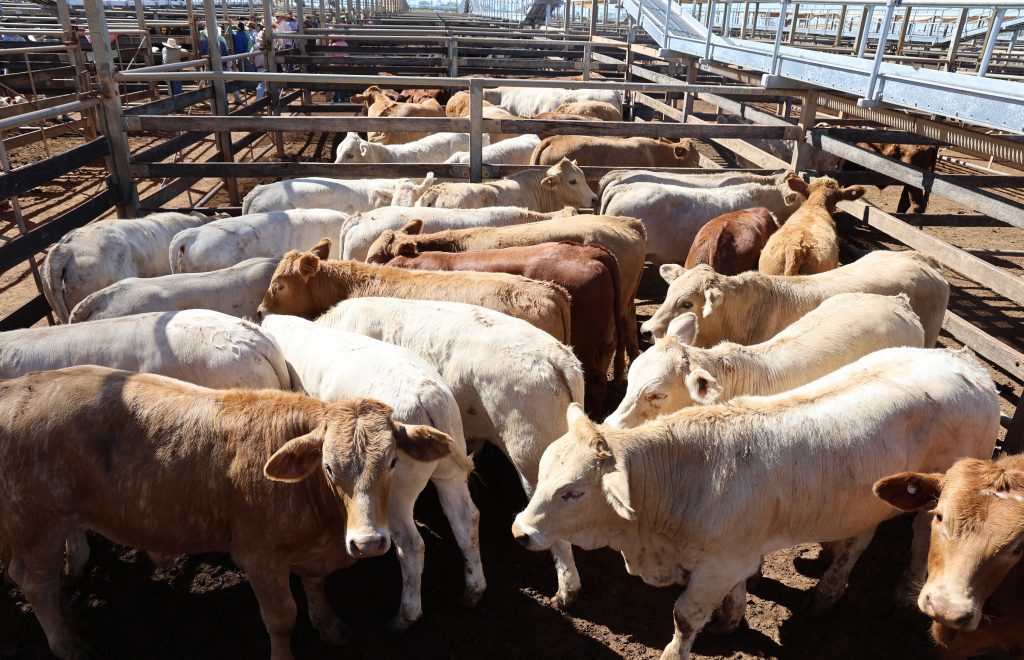 Photo supplied by Roma Saleyards