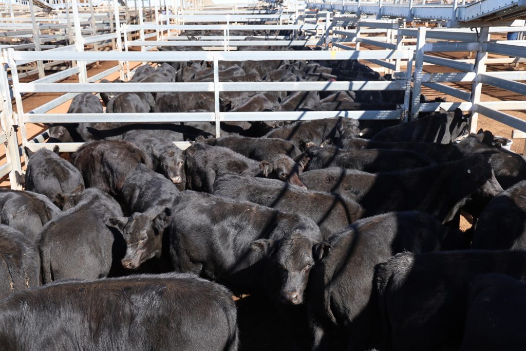 Photo supplied by Roma Saleyards