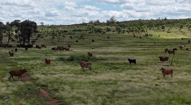 Farmland prices set for modest growth in year ahead: Rabobank