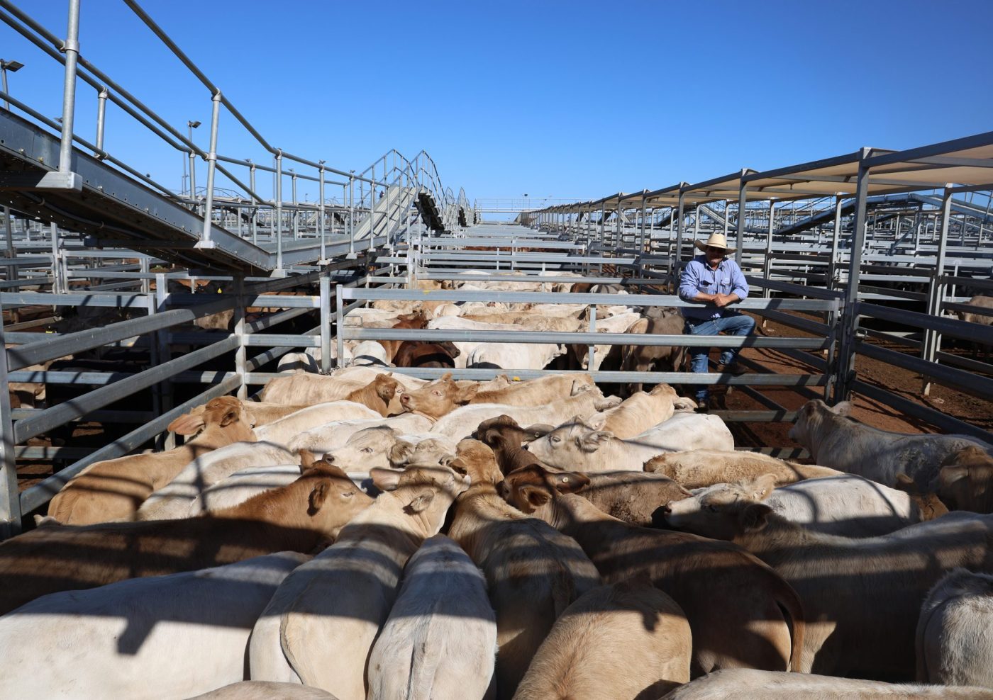 Malcolm Burey's steers.