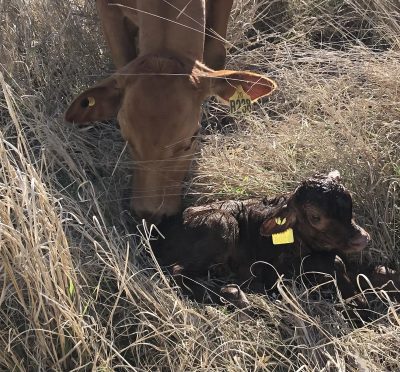 Photo supplied by Sue Webster