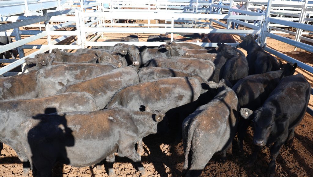 Photo supplied by Roma Saleyards