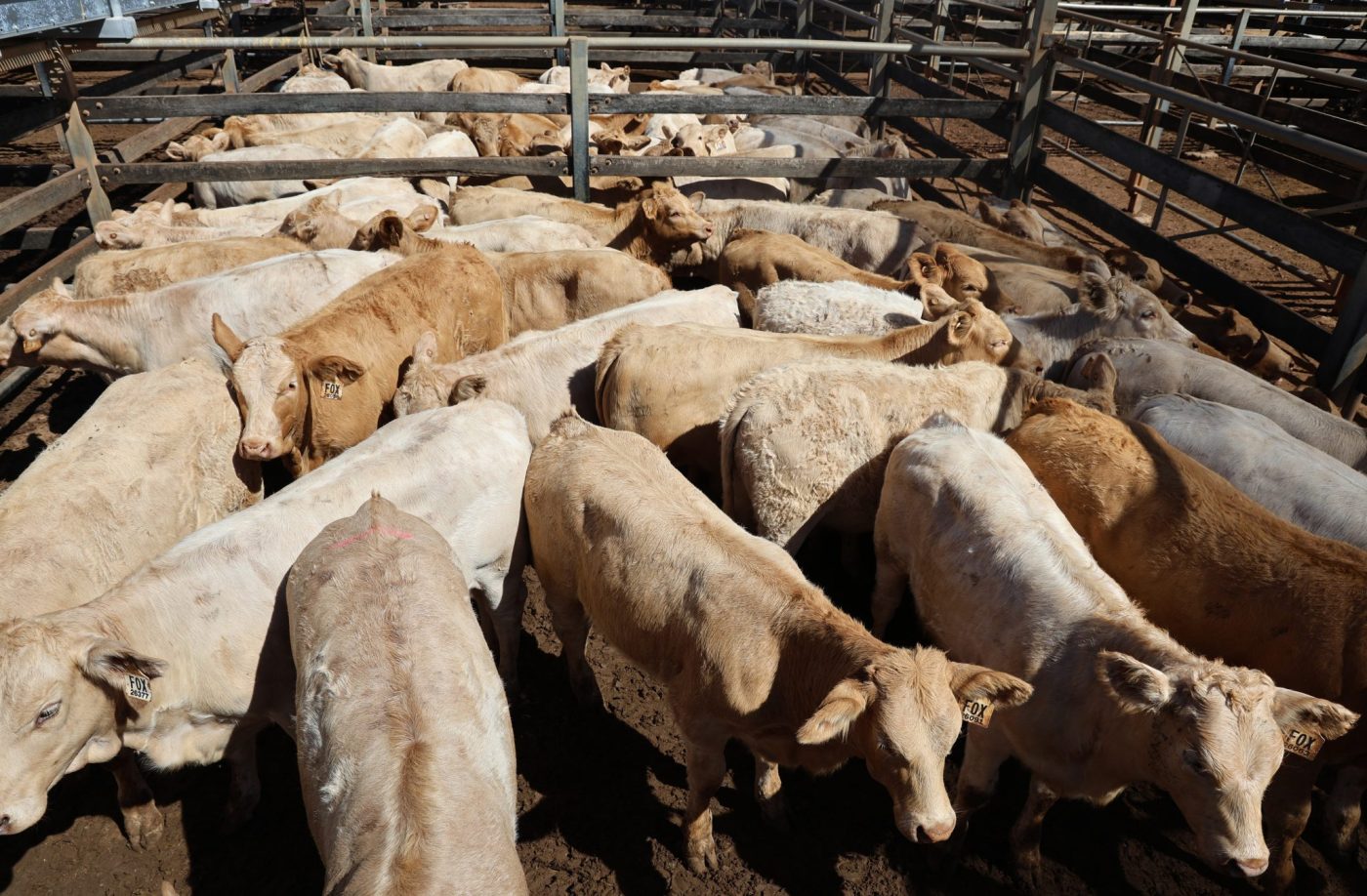 Photo supplied by Roma Saleyards