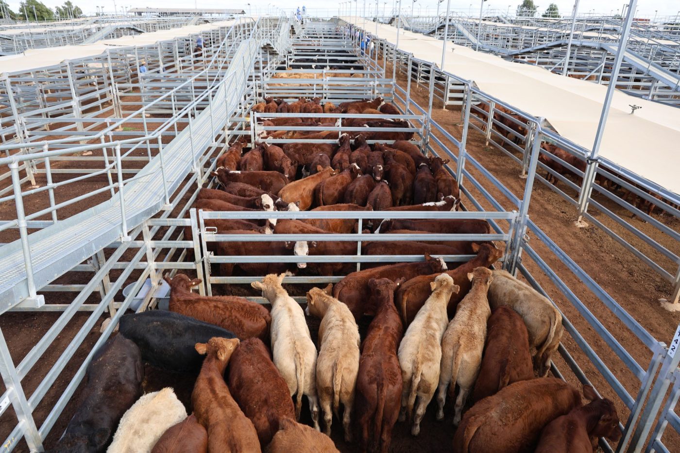 Photo by Roma Saleyards