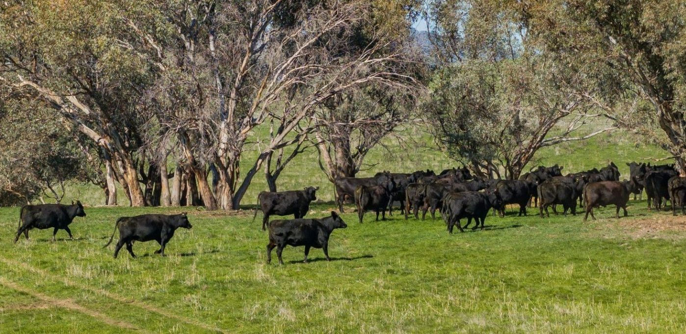 Recent property listings in NSW and South Australia