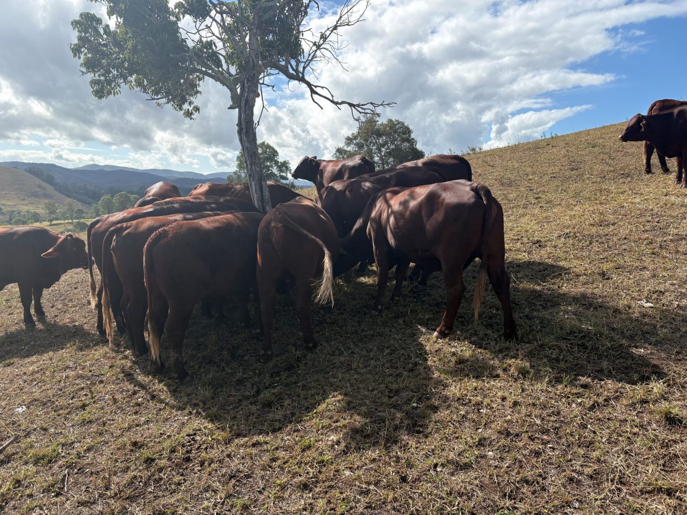 For Sale: EU – eligible Unjoined and PTIC Purebred Classified and Commercial Santa Gertrudis Heifers and Cows Image