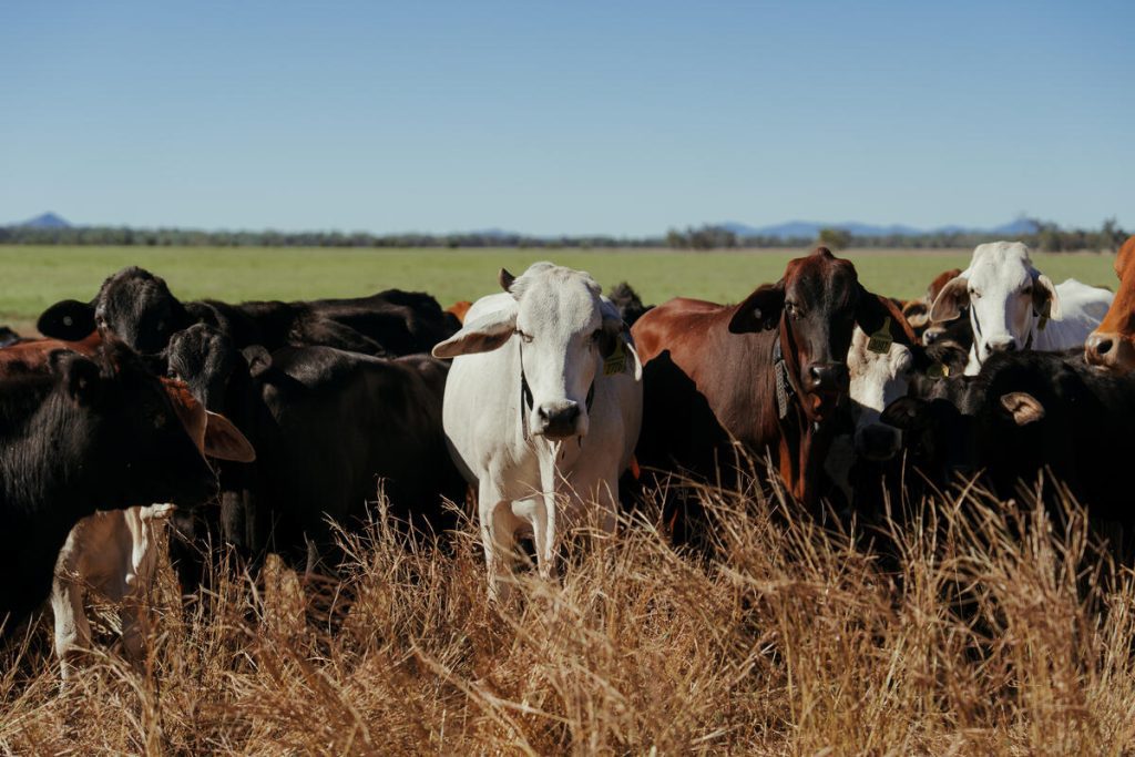 Photo supplied by Halter Penny Lilburn