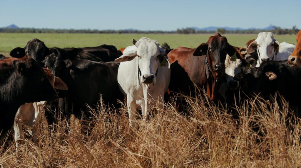 Photo supplied by Halter Penny Lilburn