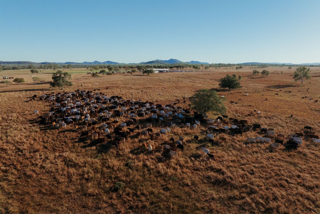 Image supplied by Halter - Penny Lilburn