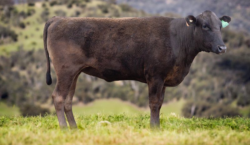 Photo supplied by Marble High Wagyu