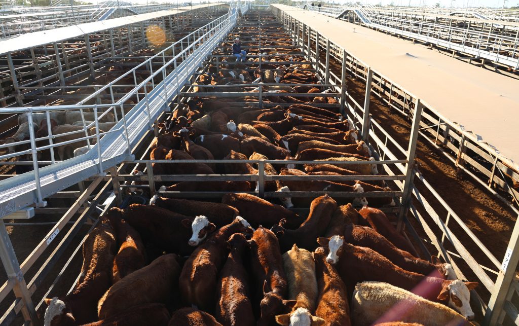 Photo supplied by Roma Saleyards