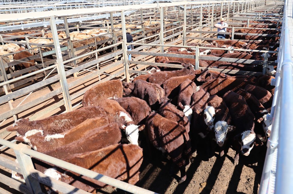 Photo supplied by Roma Saleyards.