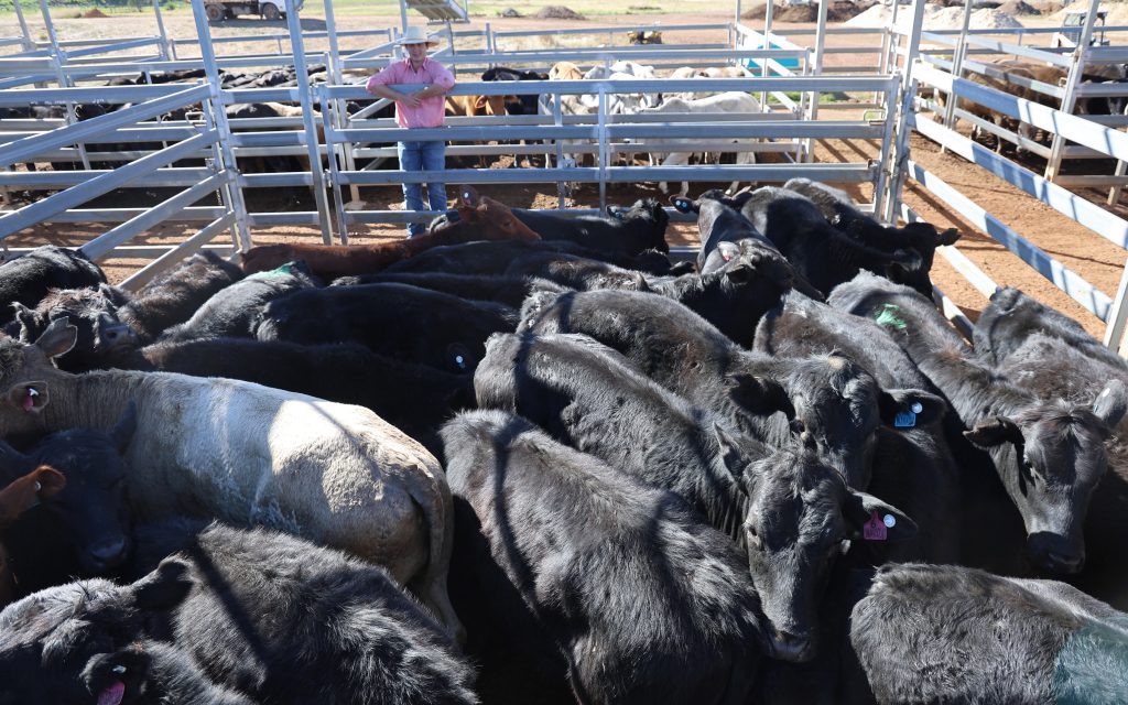 Photo supplied by Roma Saleyards