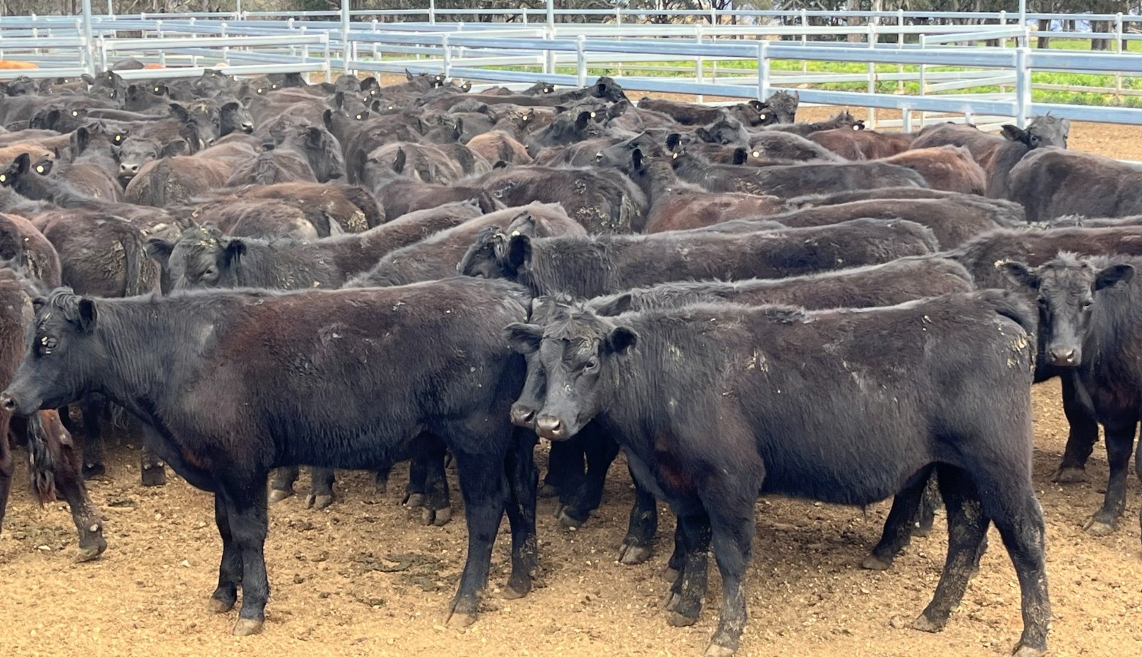 Kuraklık ve Karamsar Tahmin, AuctionsPlus Sığır Fiyatlarını Düşürdü