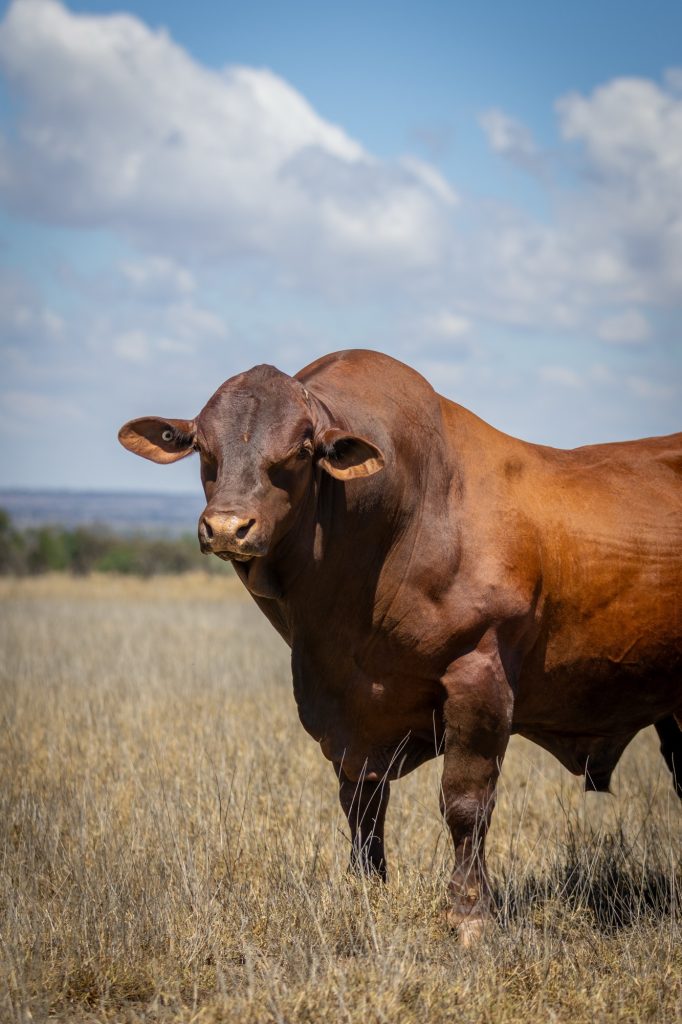 Photo supplied by Brad Cooper Santa Gertrudis Breed Society